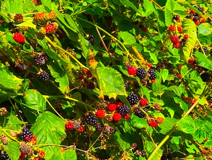 Blackberry photo in colour (version4)