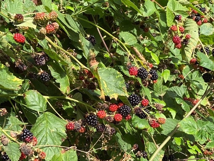 Blackberry photo in colour (version1)