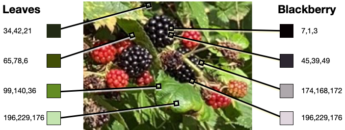 RGB colour analysis of the berry picture